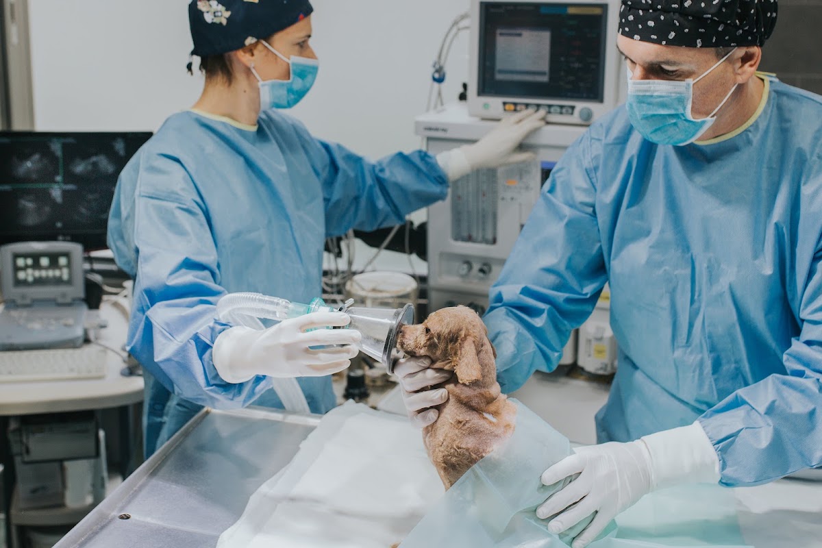 Clínica Veterinaria El Jardín Donostia en San Sebastián