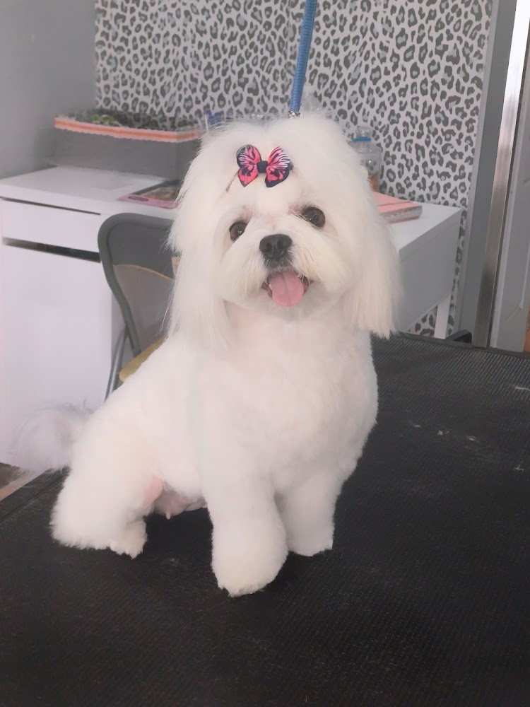 Valira - peluquería y estética canina y felina en Huelva