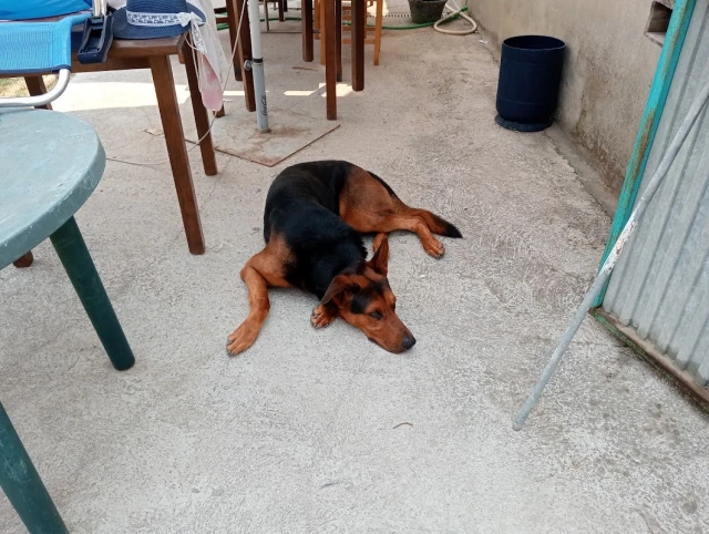 Conperros educación canina amable en Salamanca