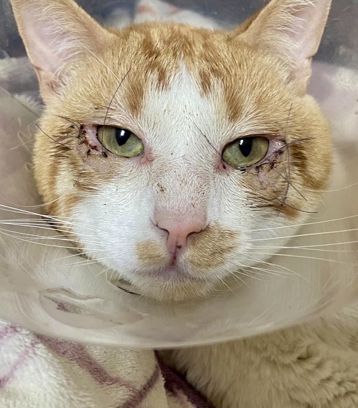 Clínica Veterinaria El Carmen en Murcia