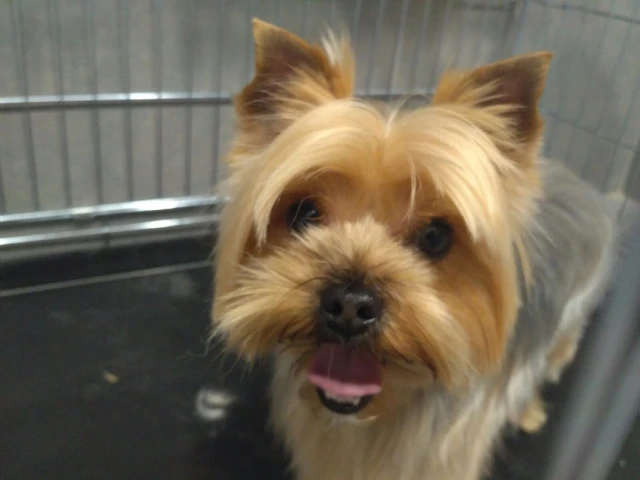 Clínica Veterinaria Murcia Norte en Murcia