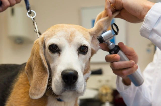 Clínica Veterinaria La Rosa en Santiago de Compostela