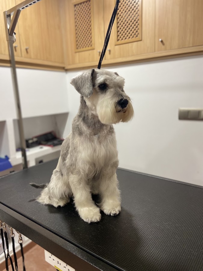 Peluqueria canina Pompas en Badajoz