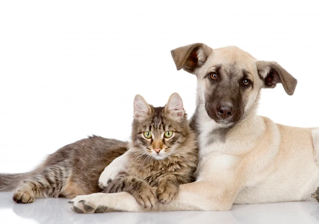 JC1Veterinarios en Murcia