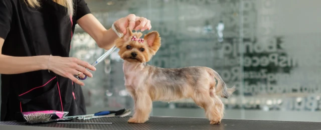 Peluquería Canina y Felina ZOE en Granada