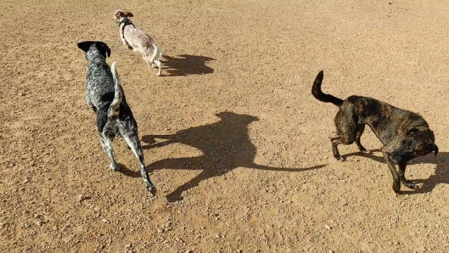 Descampado para perros en Badajoz