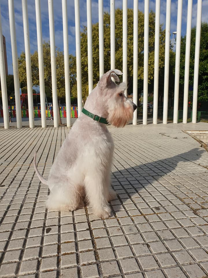 Centro de adiestramiento y psicología canina Verdeluz en Huelva