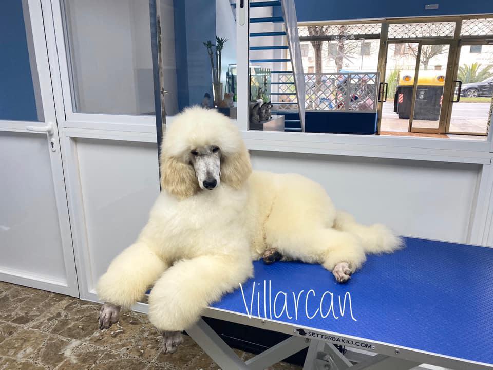 Villarcan Peluquería Canina en Badajoz