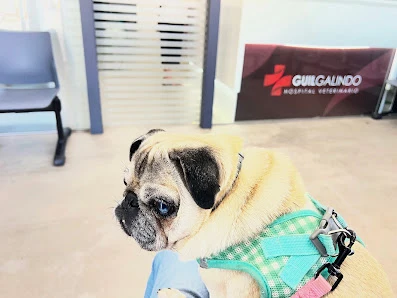 Hospital Veterinario Guil Galindo en Almería