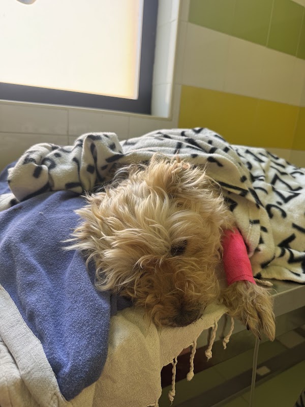 Centro Veterinario La Salle - Salamanca en Salamanca