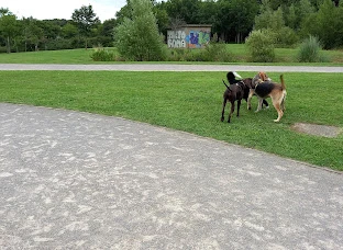 Zona canina de Parque de Honduras en Gijón