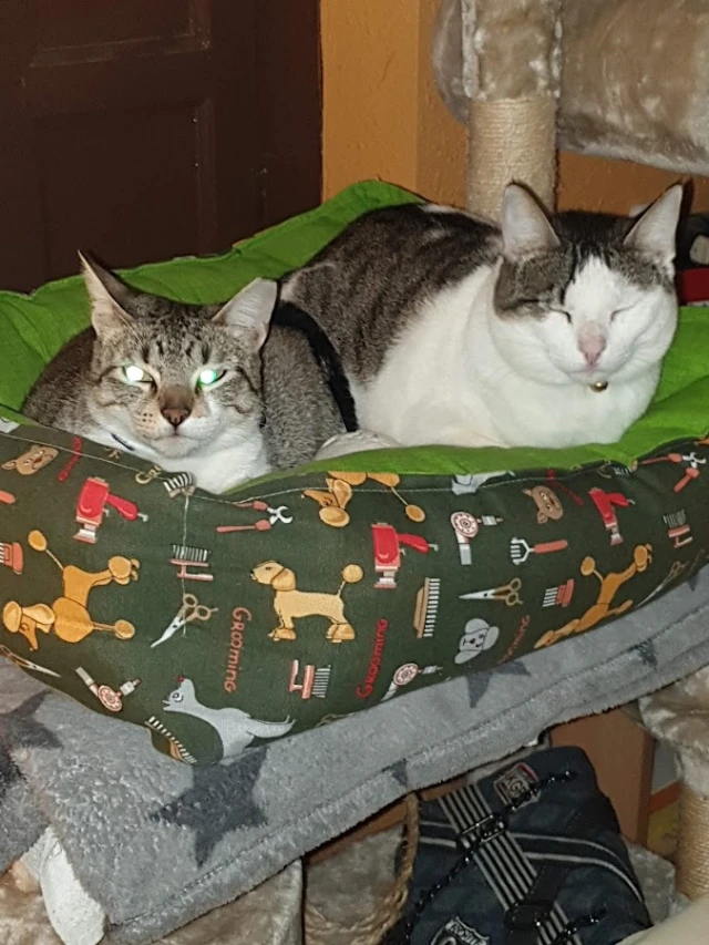 Nova Veterinària en Tarragona