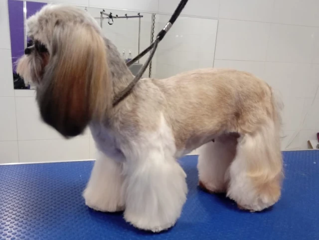 Maria Davila Peluqueria Canina en Badajoz