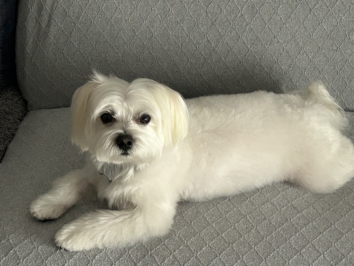 Sandog peluqueria canina y estética en Badajoz