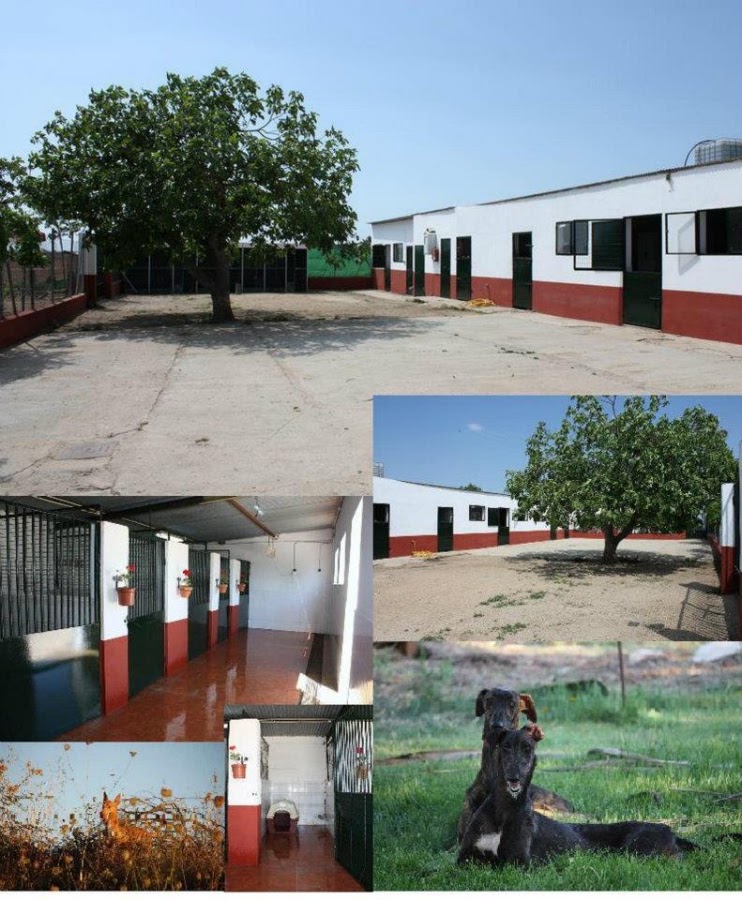Residencia Canina el hogar del perro en Badajoz