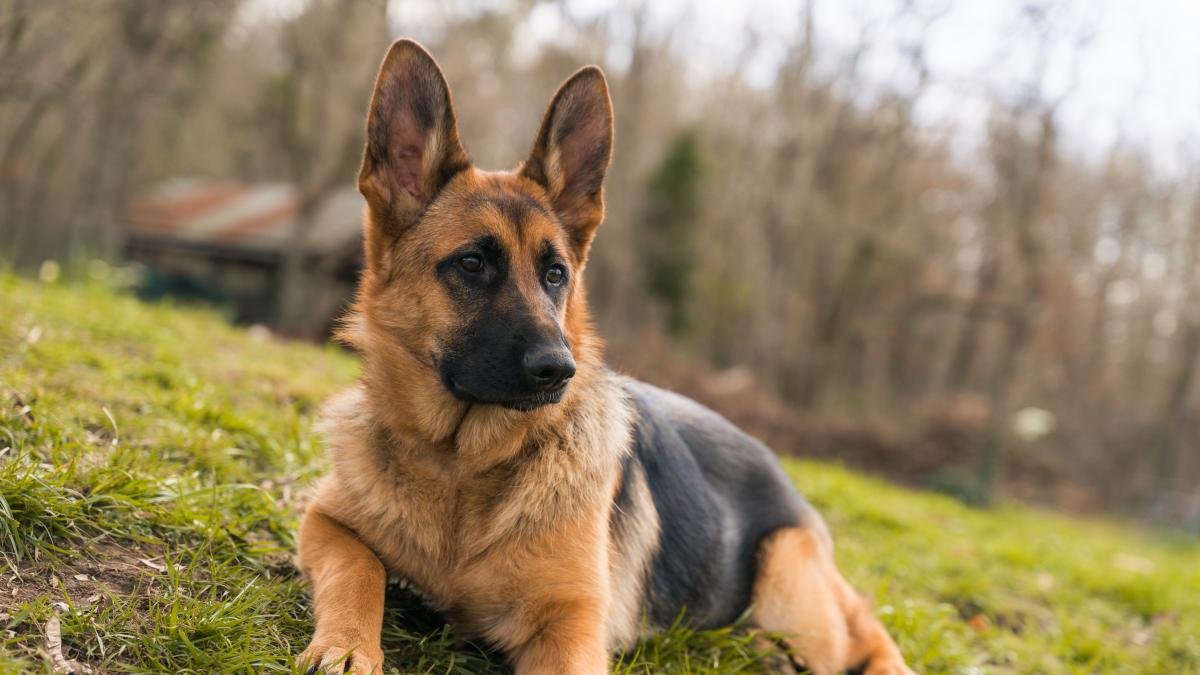 Conductora joven al volante con un perro sentado en el asiento del coche