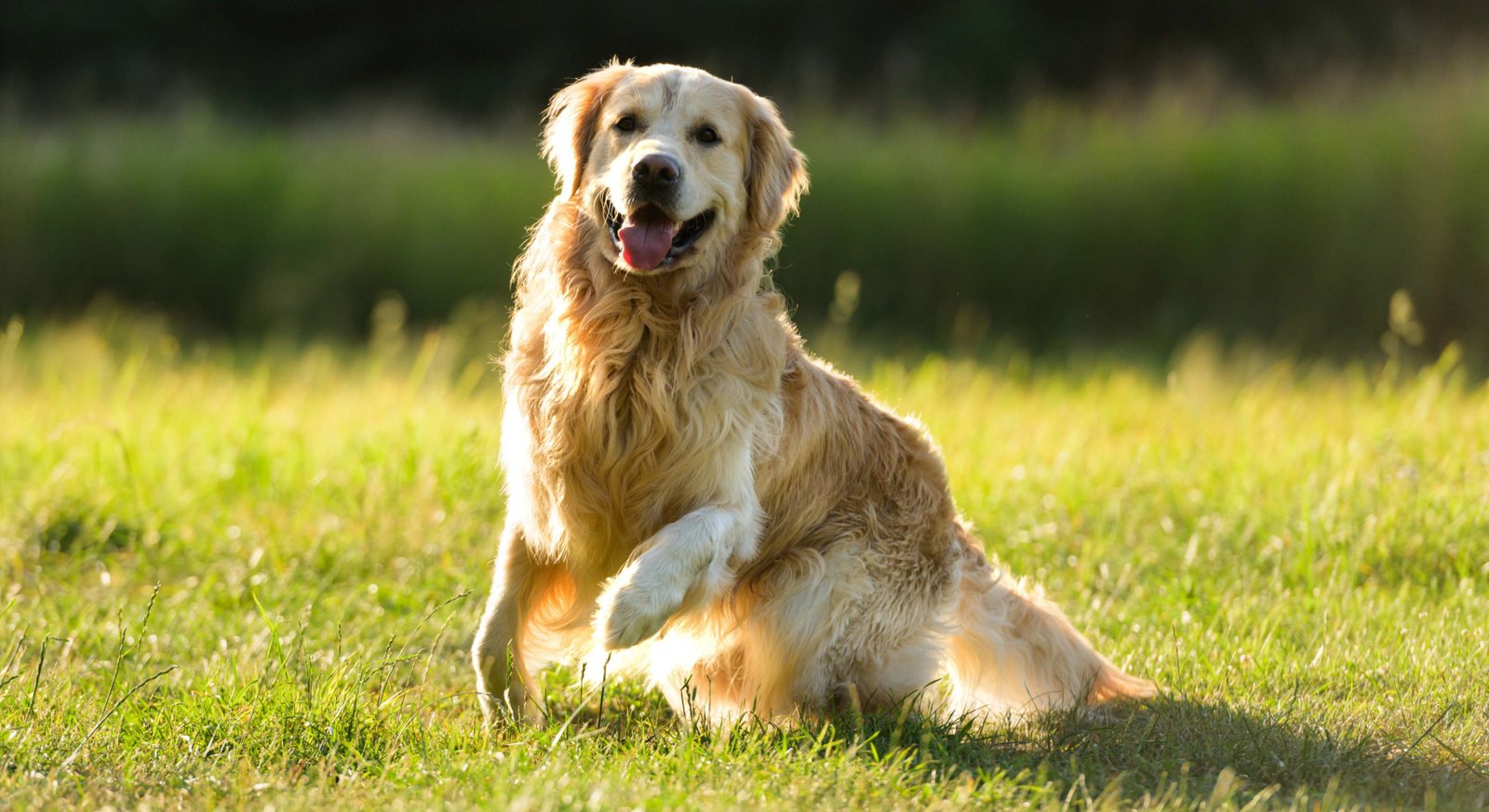 Mujer paseando con dos perros golden retriever atados con correa