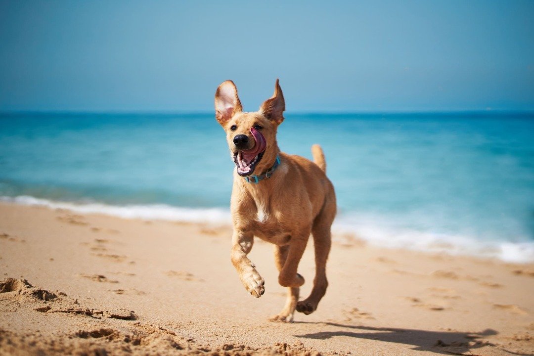 Hombre corriendo por la orilla de la playa junto a su perro