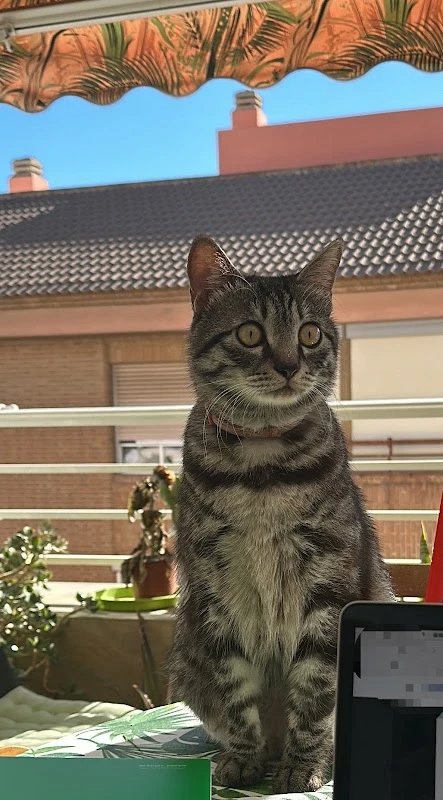 Clínica Veterinaria Alacant en Alicante