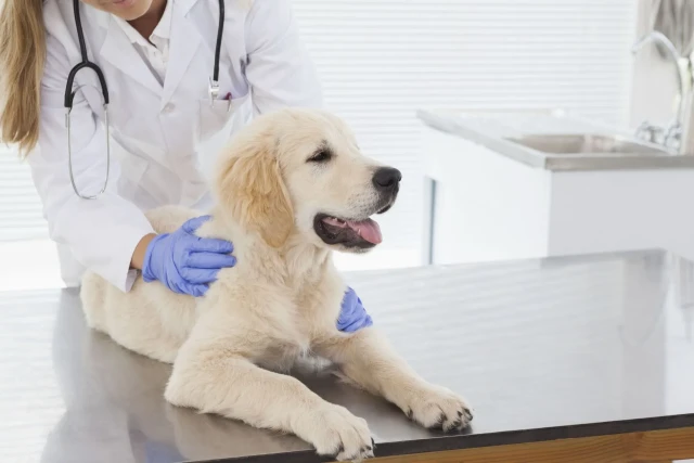 Clínica Veterinaria Gattocan en Huelva