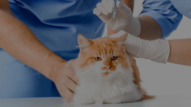 SYMAY Clínica Veterinaria Santa Isabel en Zaragoza