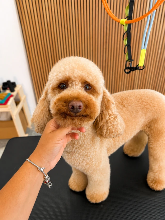 Peluquería Canina Manto y Arte en Badajoz