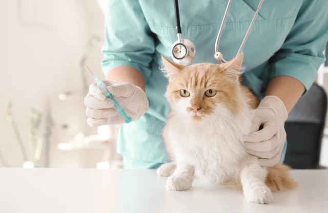 Clínica Veterinaria La Hípica en Granada