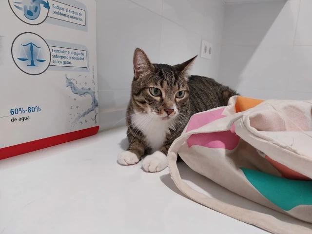 AliVet Clínica Veterinaria en Alicante
