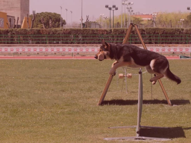 Escuela canina municipal Quercus en Málaga