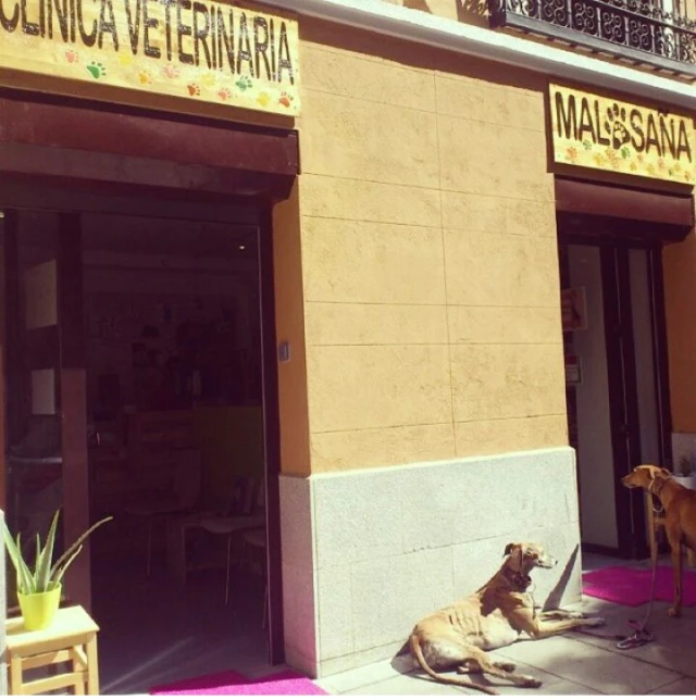 Clínica Veterinaria Malasaña en Madrid