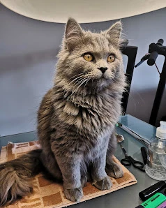 Clínica Veterinaria Zapillo en Almería