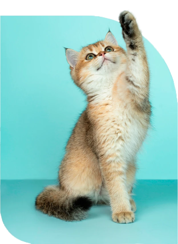 Centro Veterinario Darbón Huelva en Huelva