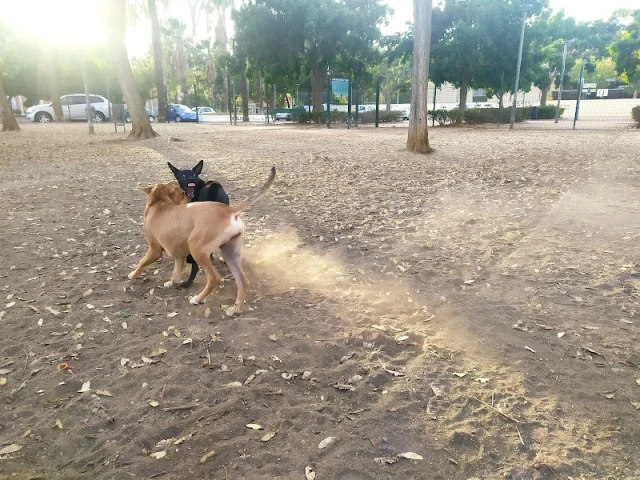 Parque canino Miraflores en Málaga