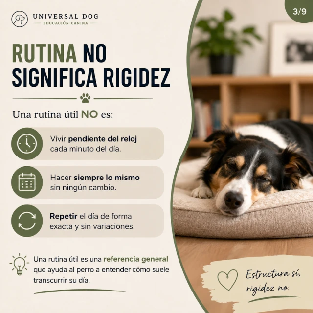Universal Dog Adiestramiento y Educación canina en Zaragoza
