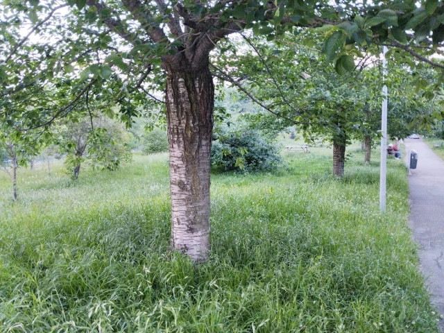Parque de Amaiur - zona de esparcimiento canino en San Sebastián