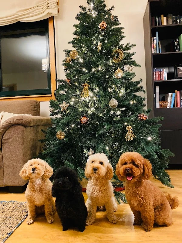 Quinta das Mascotas en A Coruña