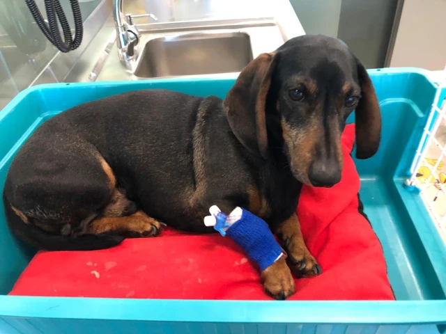 Centro Veterinario AABEM en Cáceres