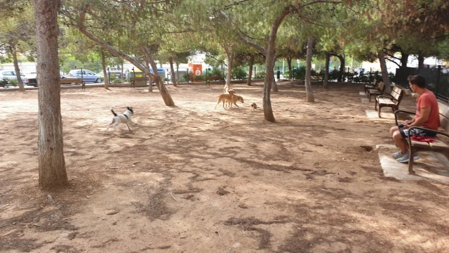Zona canina de Calle Doctor José Belmonte en Alicante