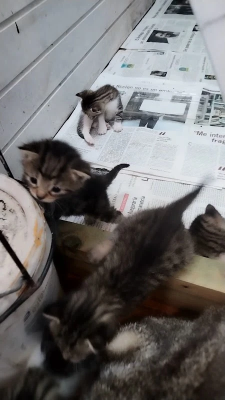 Etxepet Clínica Veterinaria