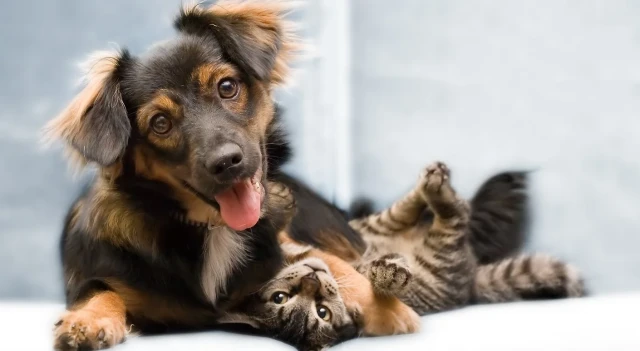 Centro Veterinario Vital Pets en Huelva