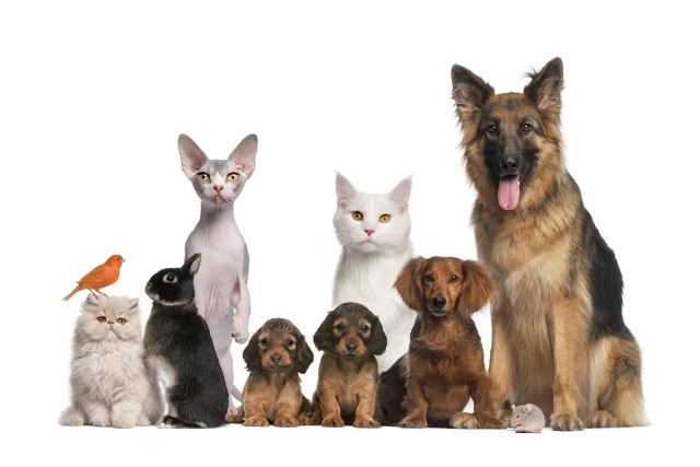 Veterinaria Málaga en Málaga
