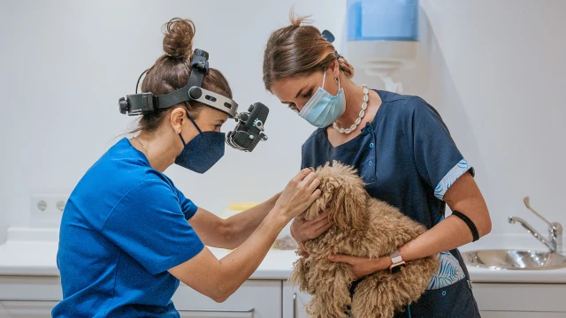 Hospital Veterinario SOS Animal en Málaga