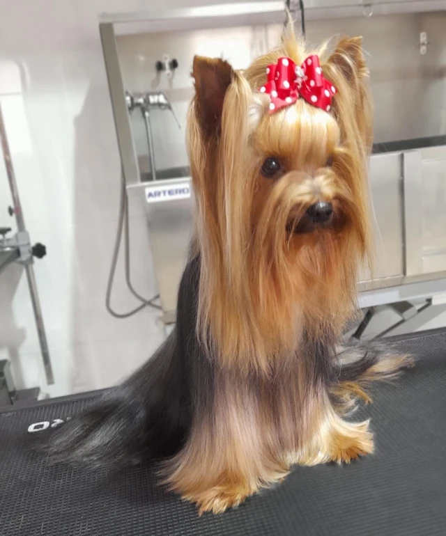 Rose Style Peluquería y Estética Canina en Huelva