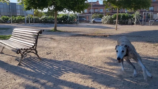 Zona canina de Avenida Locutor Vicente Hipólito en Alicante