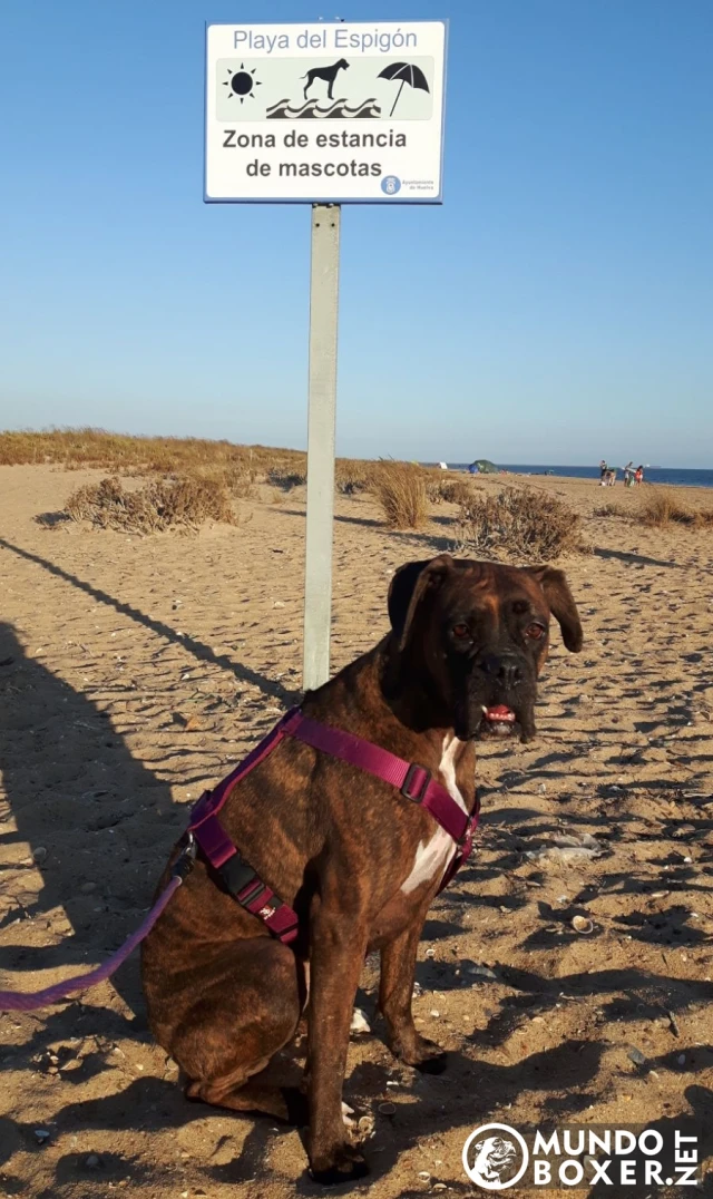Playa Canina El Espigón en Huelva