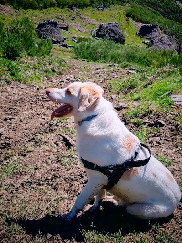3Animal Clínica Urgencias en San Sebastián