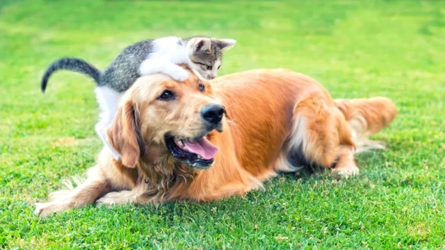 Hospital Veterinario Dr. Alonso Martínez en Málaga