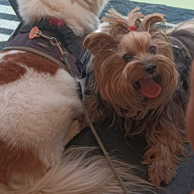 Wiski y tiscar