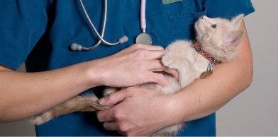Clínica Veterinaria Fray Isidoro en Sevilla