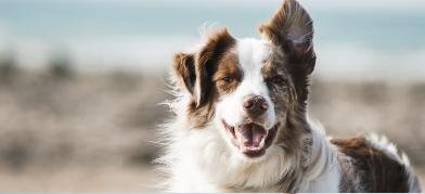 Clínica Veterinaria San Lázaro en Sevilla